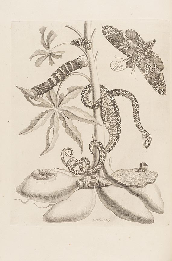 Maria Sibylla Merian - De Europische Insecten. Angebunden: Surinaamsche Insecten - Weitere Abbildung