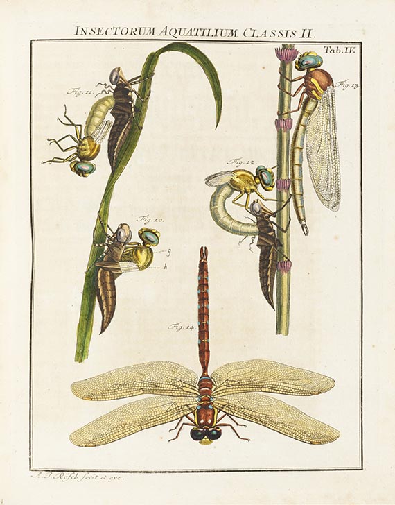 Augustin Johann Rösel von Rosenhof - Insecten-Belustigung. 4 Bände - Weitere Abbildung