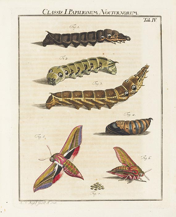 Augustin Johann Rösel von Rosenhof - Insecten-Belustigung. 4 Bände - Weitere Abbildung