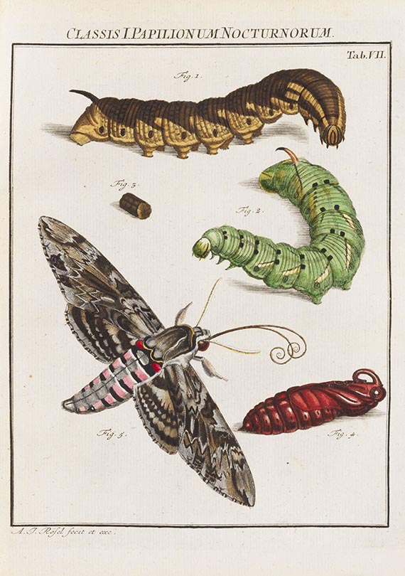 Augustin Johann Rösel von Rosenhof - Insecten-Belustigung