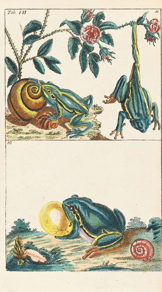 Gottlieb Tobias Wilhelm - Unterhaltungen aus der Naturgeschichte - Weitere Abbildung