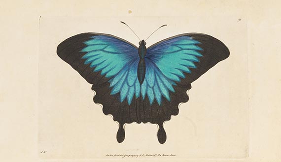 George Shaw - Vivarium naturae ... The Naturalist's Miscellany - Weitere Abbildung