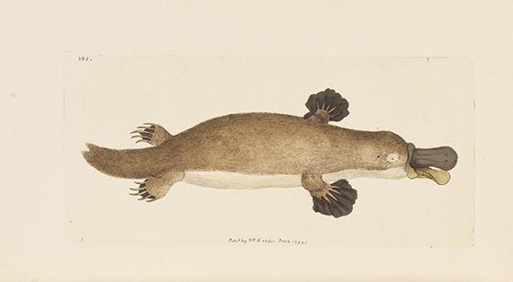 George Shaw - Vivarium naturae ... The Naturalist's Miscellany - Weitere Abbildung