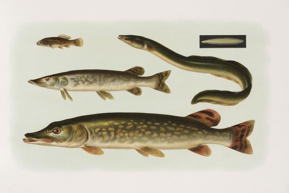 Carl Vogt - Die Süsswasserfische von Mittel-Europa. Tafeln