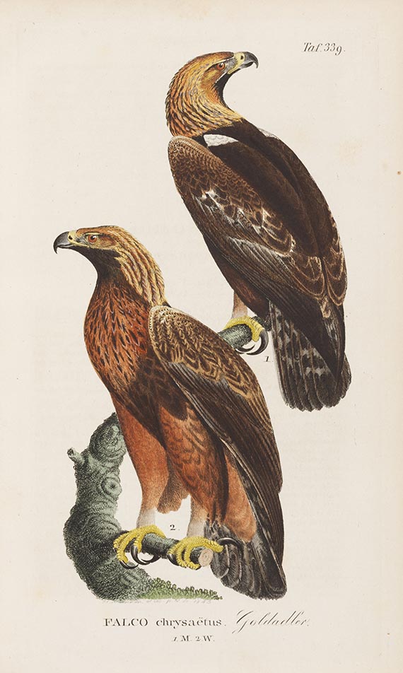 Johann Andreas Naumann - Naturgeschichte der Vögel Deutschlands. 13 Bände - Weitere Abbildung