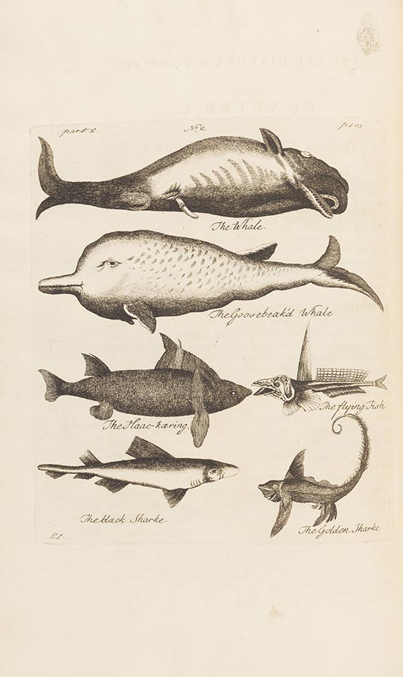 Erich Pontoppidan - The natural history of Norway - Weitere Abbildung