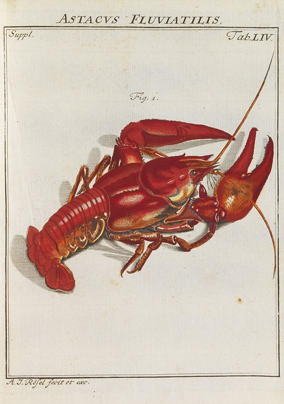 August Johann Rösel von Rosenhof - Der monatlich-herausgegebenen Insecten-Belustigung - Weitere Abbildung