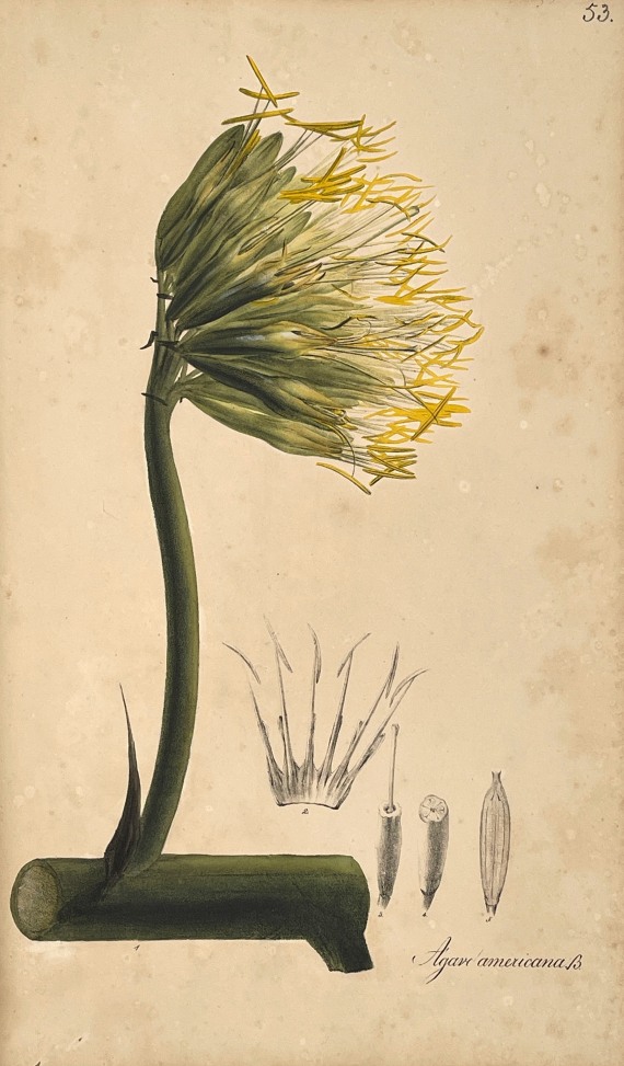 Theodor Friedrich Ludwig Nees von Esenbeck - Plantae officinales. 3 Bände - Weitere Abbildung