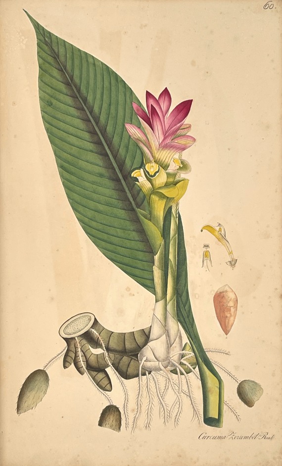 Theodor Friedrich Ludwig Nees von Esenbeck - Plantae officinales. 3 Bände - Weitere Abbildung