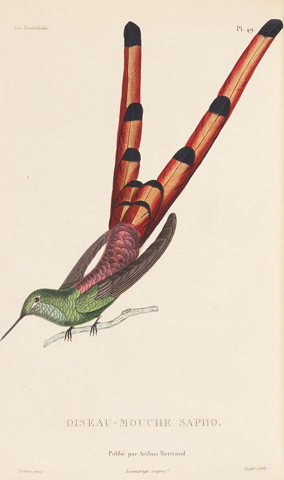 Réne-Primevère Lesson - Histoire naturelle des colibris, suivie d'un supplement (&) Les trochilidées, 2 Werke - Weitere Abbildung