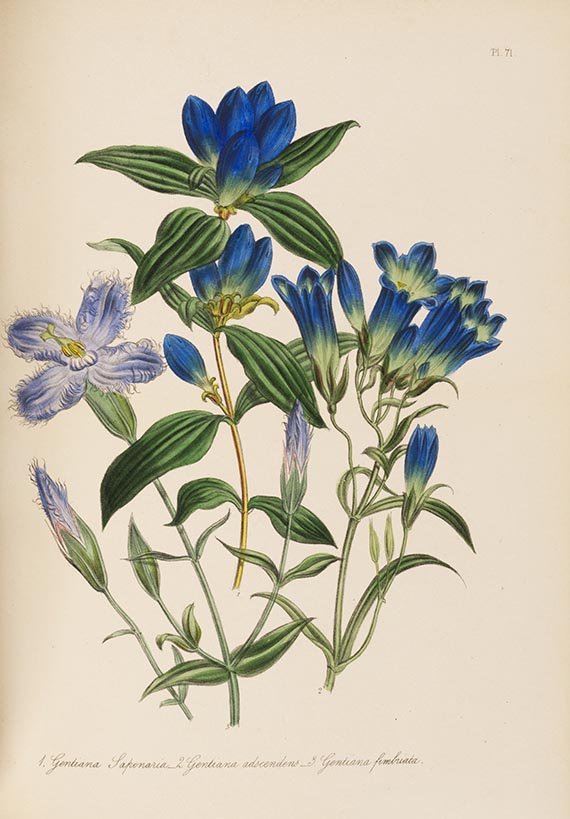 Jane C. Webb Loudon - The ladies' flower-garden. 4 Werke in 5 Bänden. - Weitere Abbildung