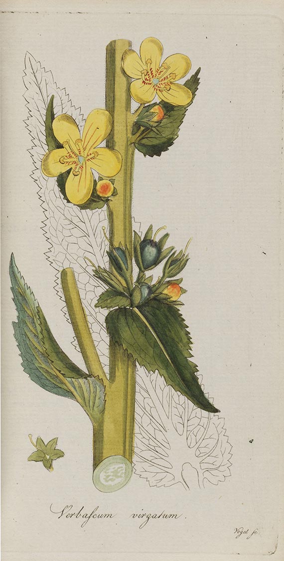 Johann Jacob Roemer - Flora Europaea inchoata - Weitere Abbildung