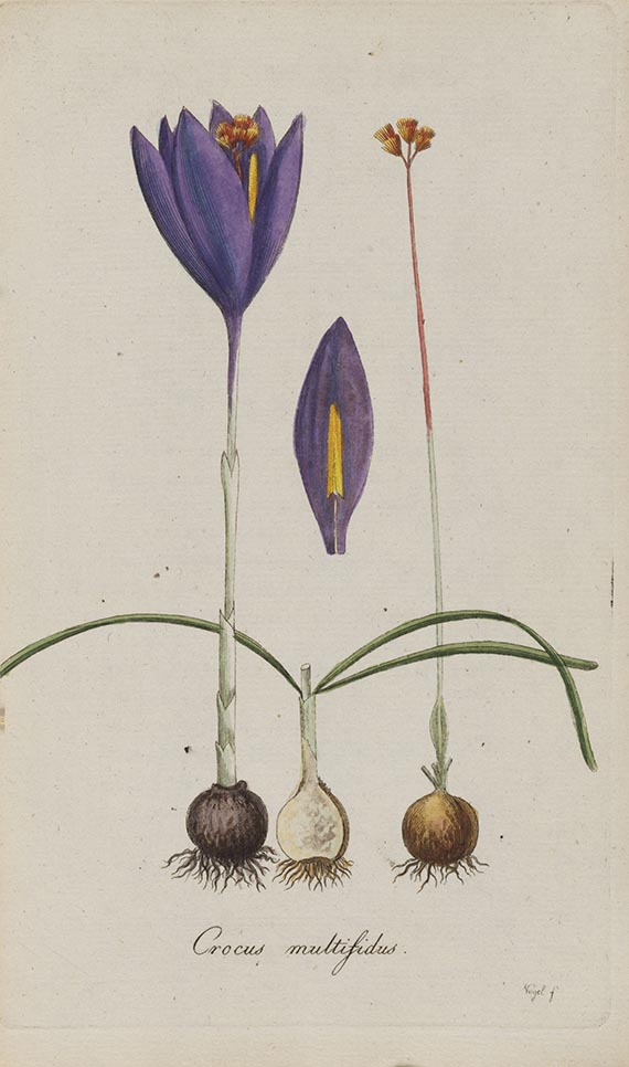 Johann Jacob Roemer - Flora Europaea inchoata - Weitere Abbildung