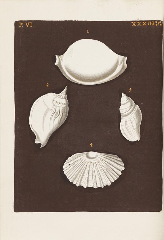 Georg Wolfgang Knorr - Verlustiging der oogen en van den geest. 6 Teile in 2 Bänden - Weitere Abbildung