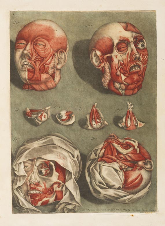 Arnauld-Eloi Gautier-Dagoty - Cours complet d&rsquo;anatomie