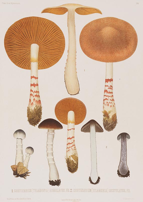Elias Magnus Fries - Icones selectae Hymenomycetum nondum delineatorum. 2 Bde. in 18 Lieferungen - Weitere Abbildung