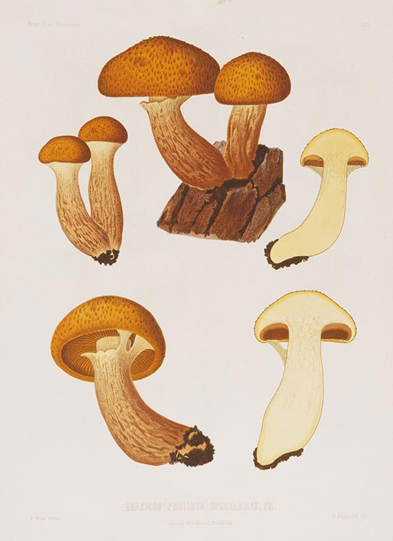 Elias Magnus Fries - Icones selectae Hymenomycetum nondum delineatorum. 2 Bde. in 18 Lieferungen - Weitere Abbildung