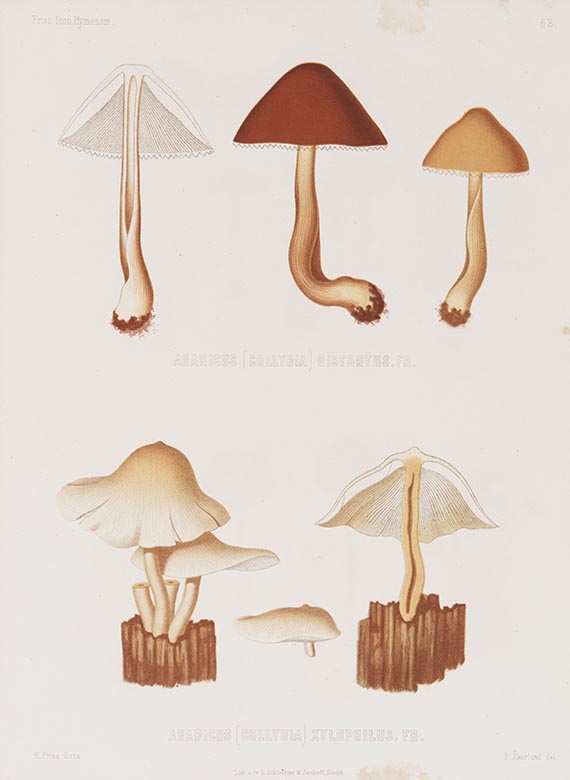 Elias Magnus Fries - Icones selectae Hymenomycetum nondum delineatorum. 2 Bde. in 18 Lieferungen - Weitere Abbildung