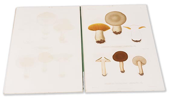 Elias Magnus Fries - Icones selectae Hymenomycetum nondum delineatorum. 2 Bde. in 18 Lieferungen - Weitere Abbildung