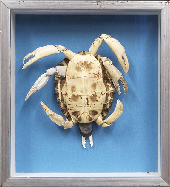 Athena Vida - Testuda Crustacea - Rahmenbild