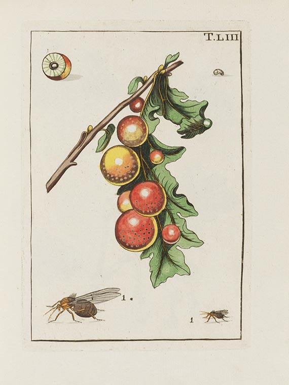 Johann Ludwig Christ - Naturgeschichte, Klassification und Nomenclatur der Insekten - Weitere Abbildung