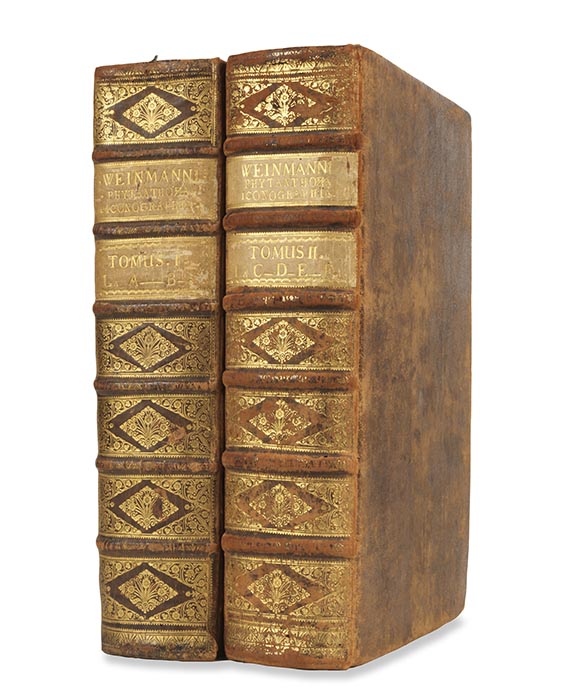 Johann Wilhelm Weinmann - Phytanthoza-Iconographia Bde. I-II (von 4) - Weitere Abbildung