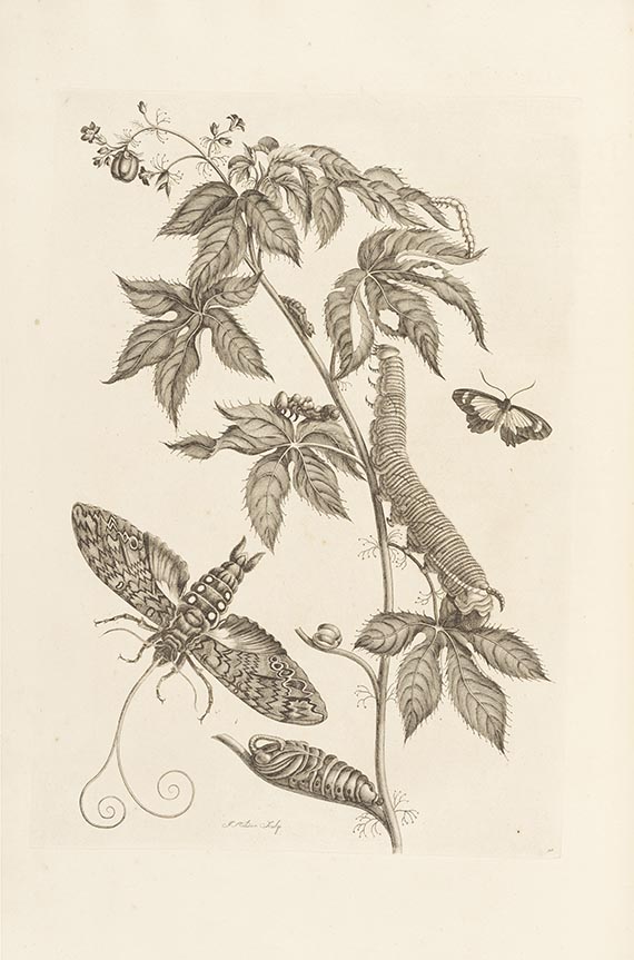 Maria Sibylla Merian - Surinaamsche Insecten (&) Europische Insecten - Weitere Abbildung