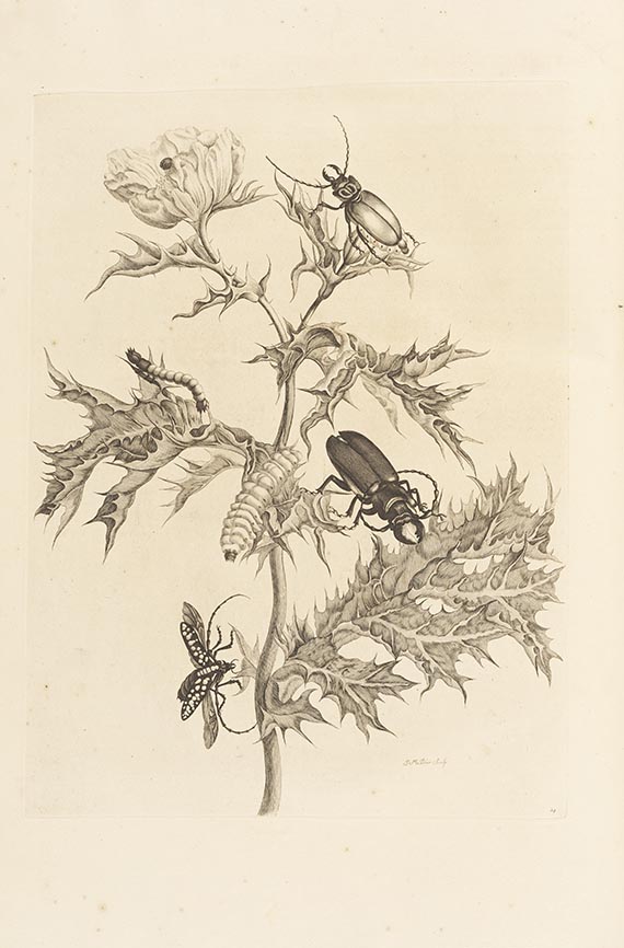 Maria Sibylla Merian - Surinaamsche Insecten (&) Europische Insecten - Weitere Abbildung