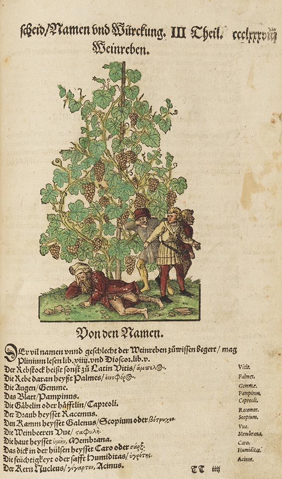 Hieronymus Bock - Kreutterbuch - Weitere Abbildung