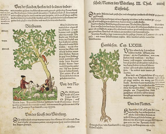 Hieronymus Bock - Kreutterbuch - Weitere Abbildung