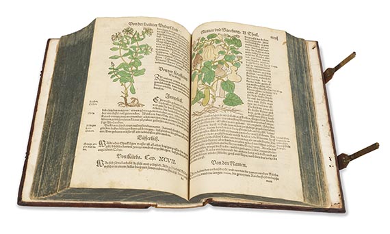 Hieronymus Bock - Kreutterbuch - Weitere Abbildung