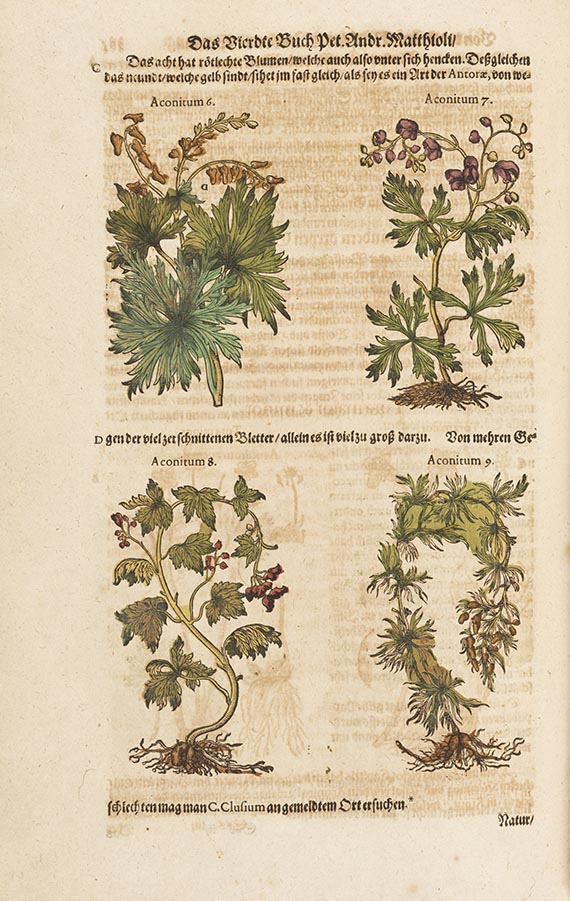 Pietro Andrea Mattioli - Kreutterbuch - Weitere Abbildung