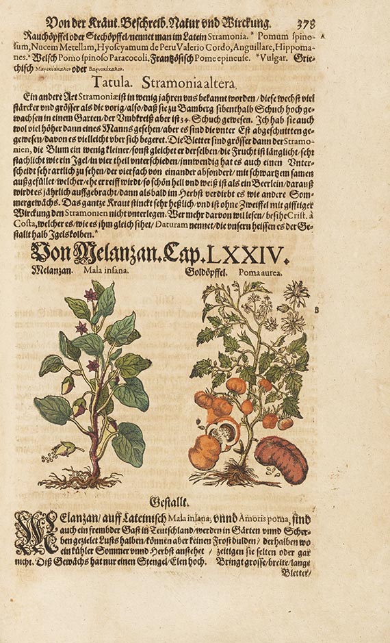Pietro Andrea Mattioli - Kreutterbuch - Weitere Abbildung