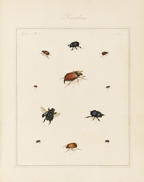 Thomas Martyn - The English Entomologist
