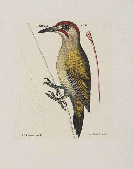 Jacob Christian Schaeffer - Elementa ornithologica iconibus vivis coloribus expressis illustrata - Weitere Abbildung