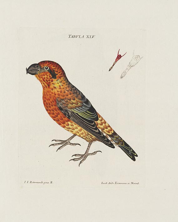 Jacob Christian Schaeffer - Elementa ornithologica iconibus vivis coloribus expressis illustrata - Weitere Abbildung
