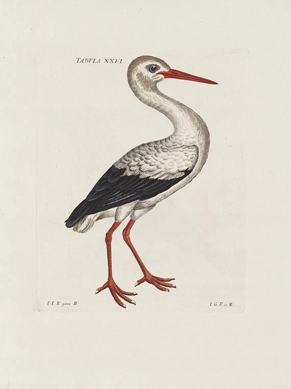 Jacob Christian Schaeffer - Elementa ornithologica iconibus vivis coloribus expressis illustrata - Weitere Abbildung