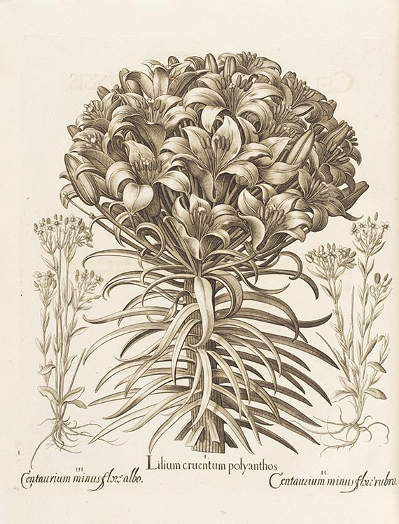 Basilius Besler - Hortus Eystettensis. 2 Bände - Weitere Abbildung