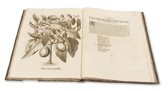 Basilius Besler - Hortus Eystettensis. 2 Bände - Weitere Abbildung