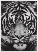 Longo, Robert - Tiger