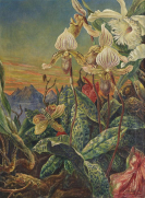 Rudolf Schlichter - Frauenschuhe