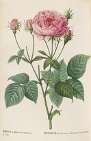 Pierre Joseph Redouté