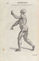 Andreas Vesalius