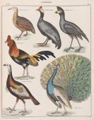 Botanische prints Botanische prints