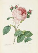 Pierre Joseph Redouté