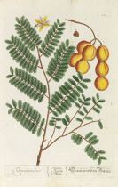 Elisabeth Blackwell - Herbarium Blackwellianum. Centuria III