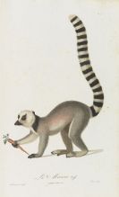 Audebert, Jean Baptiste - Histoire naturelle des singes et des makis