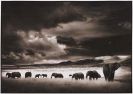 Brandt, Nick - Elephant Herd, Serengeti