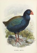Walter Lawry Buller - A History of the Birds of New Zealand. Mit Begleitbrief an F. v. Hochstetter