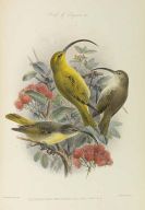 Rothschild, Lionel Walter - The Avifauna of Laysan and the Neighbouring Islands